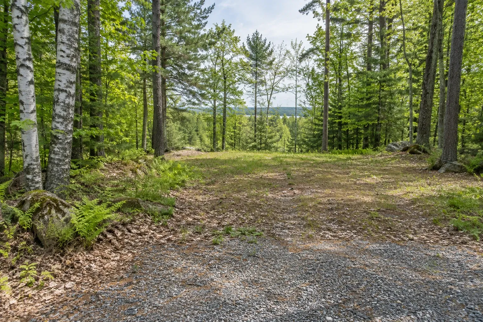 Gravel approach to a clearing among pine, birch and maple trees