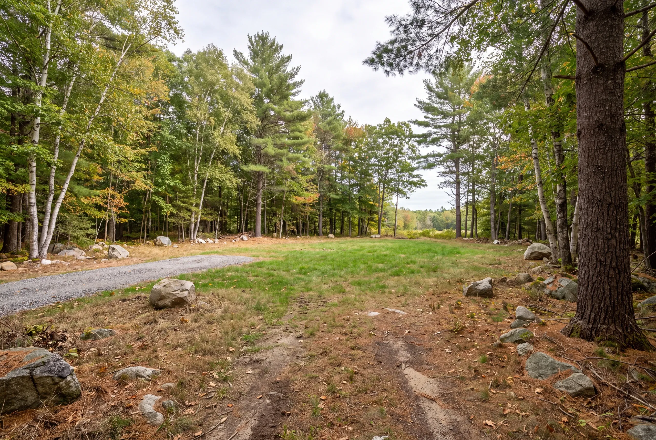 A clearing surrounded by mixed pine and birch trees with a gravel driveway approach and rocks scattered on the ground.